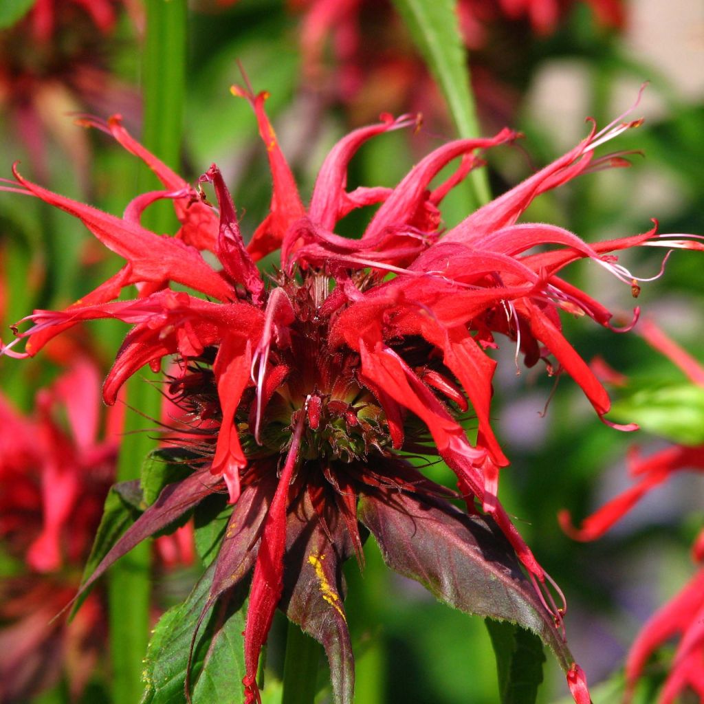 Thé d'Oswego Squaw - Monarde Squaw - Monarda Bergamote Squaw