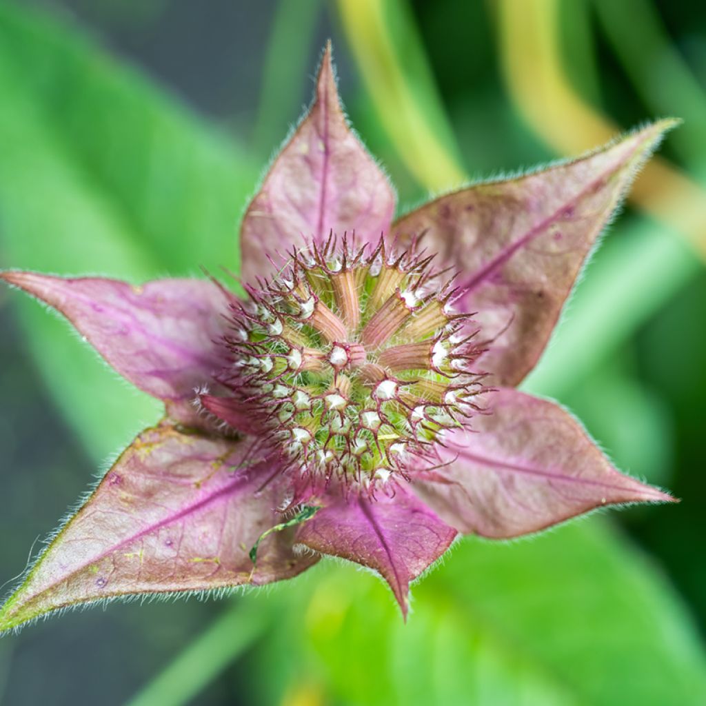 Ortiga de Russel - Monarda bradburiana