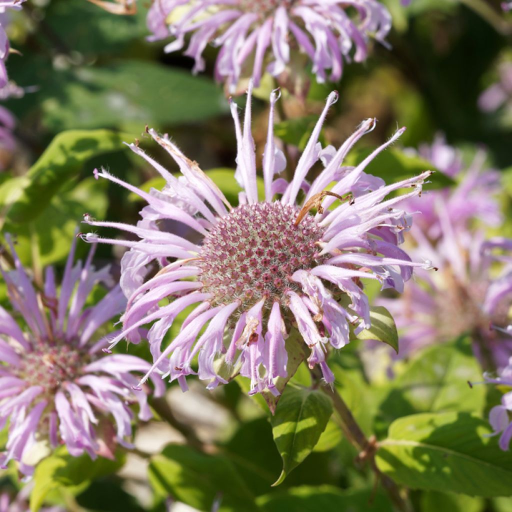 Ortiga de Russel - Monarda bradburiana