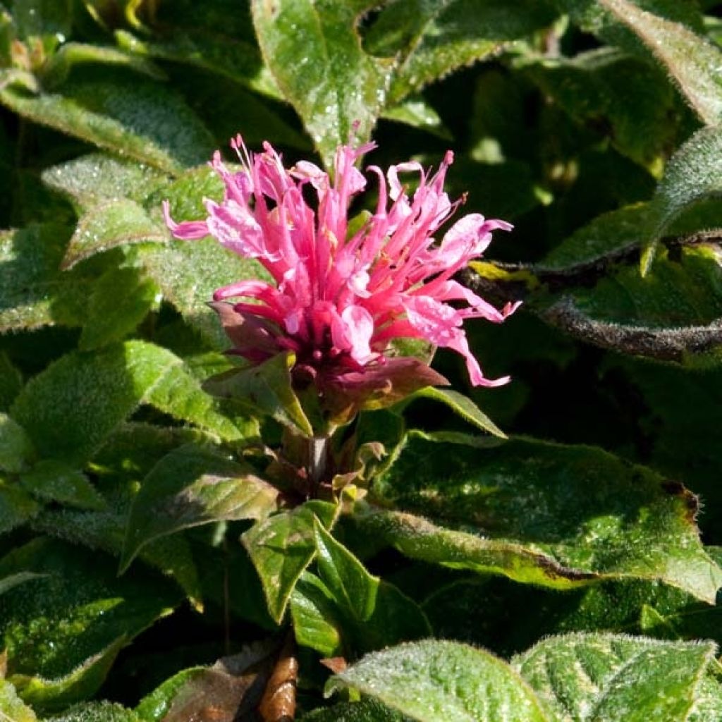 Monarde ou Bergamote Cranberry Lace