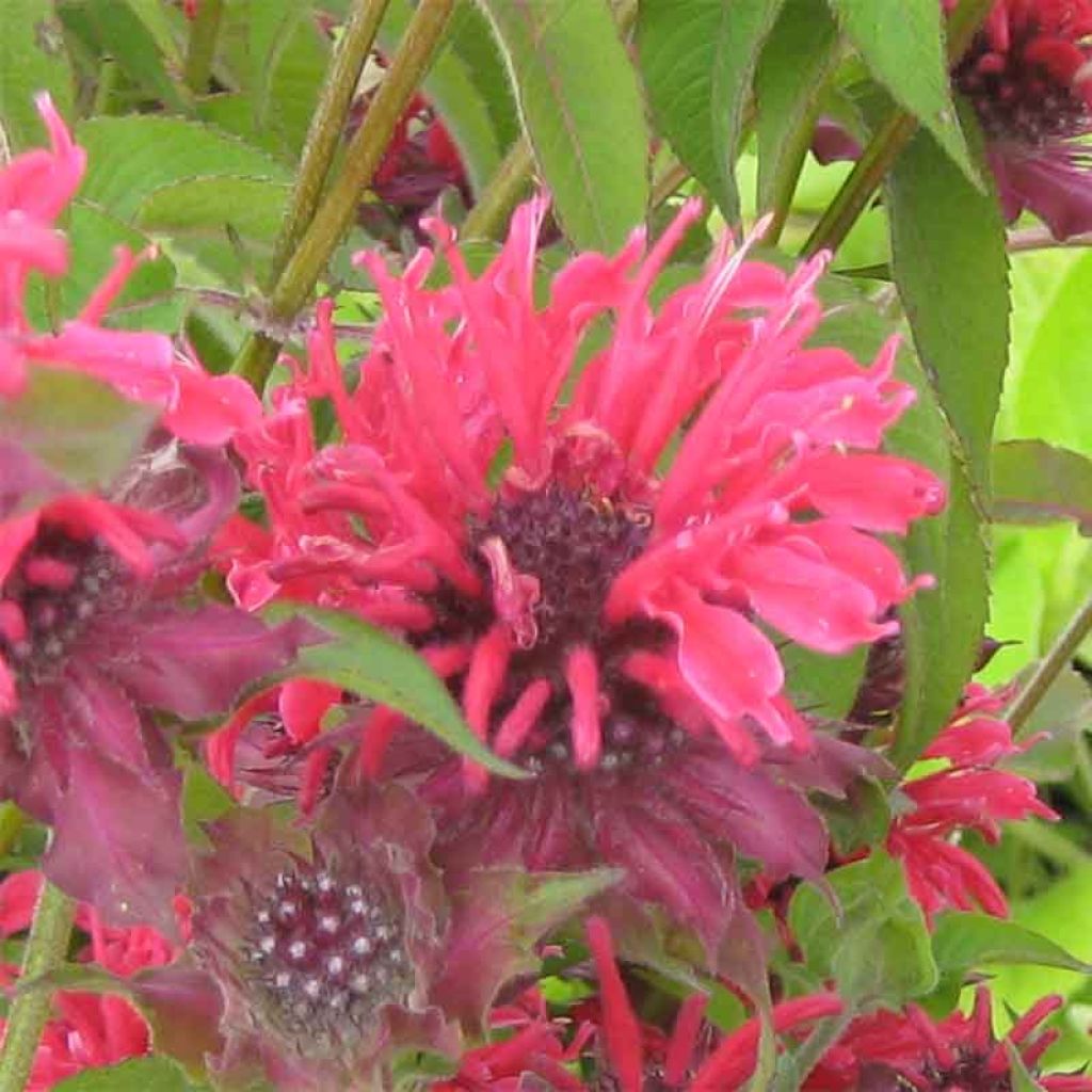 Monarde hybride Gewitter Wolke - Bergamote rose tyrien