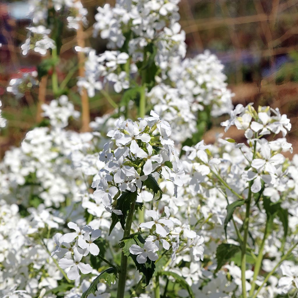 Lunaria annua Alba - Monedas del Papa