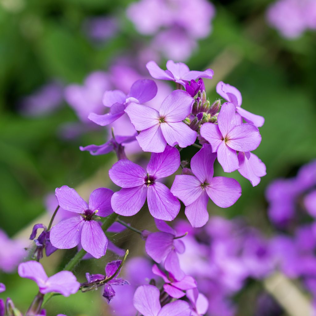 Lunaria annua - Monedas del Papa