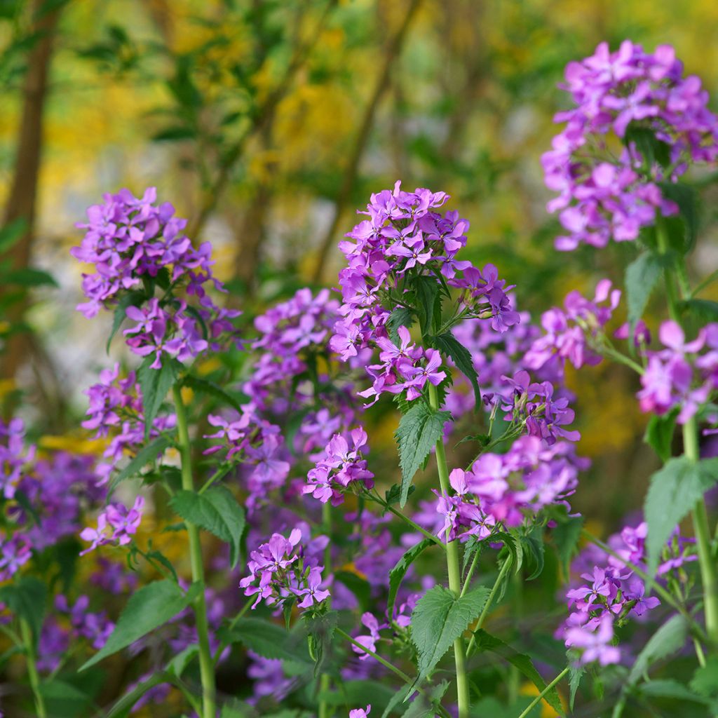 Lunaria annua - Monedas del Papa