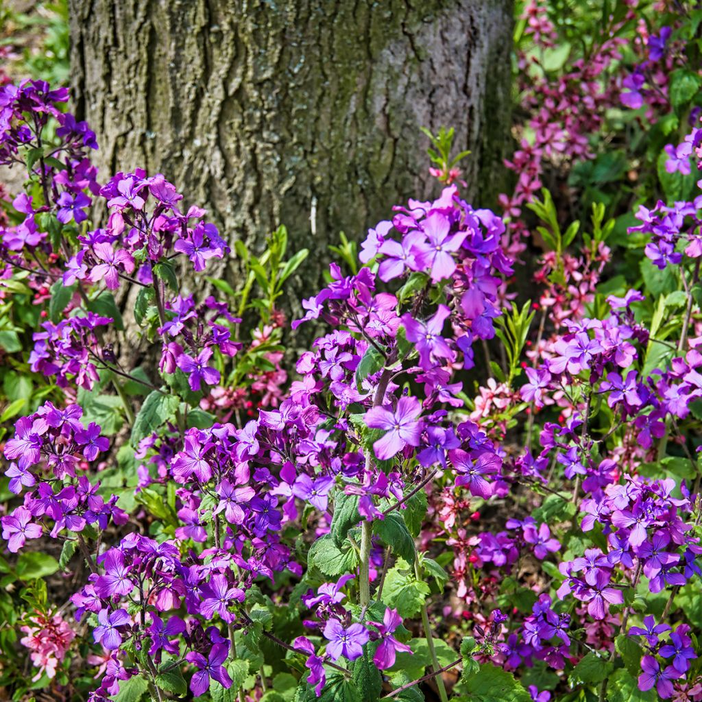 Lunaria annua - Monedas del Papa