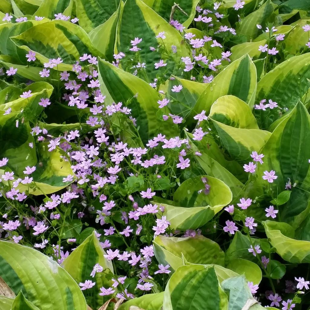 Hosta fortunei Twilight