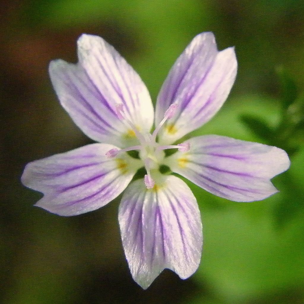 Montia ou Claytonia sibirica