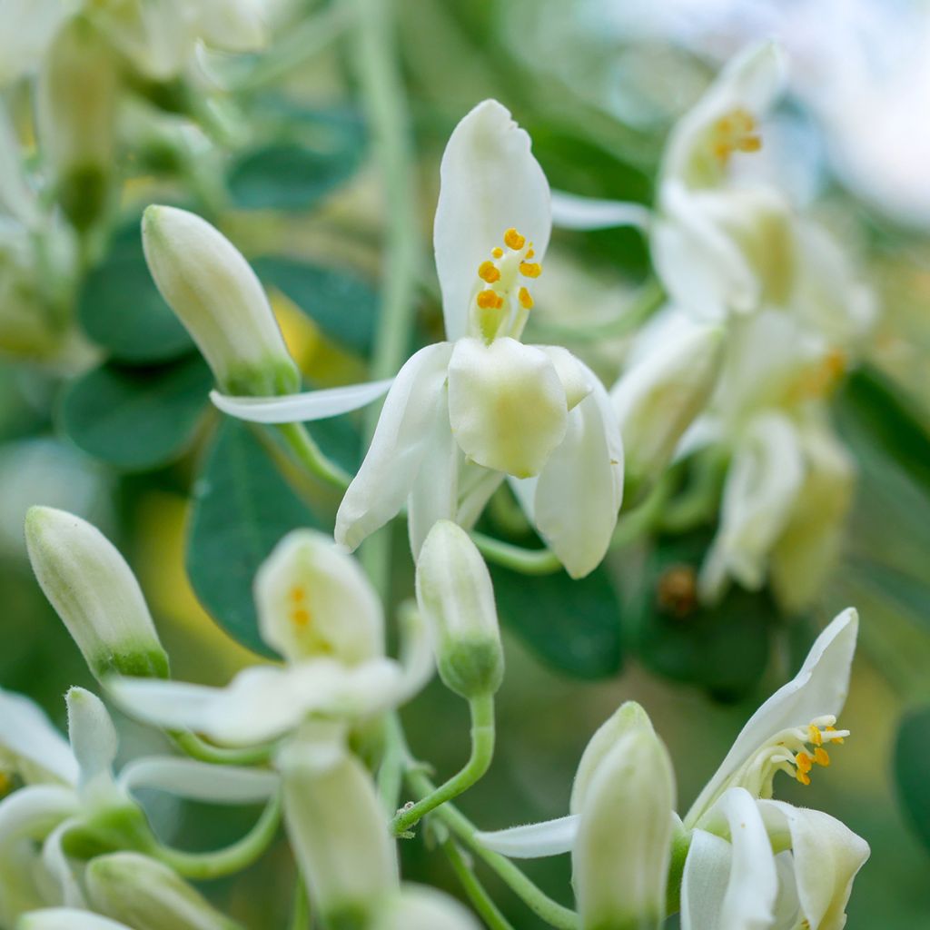 Moringa oleifera