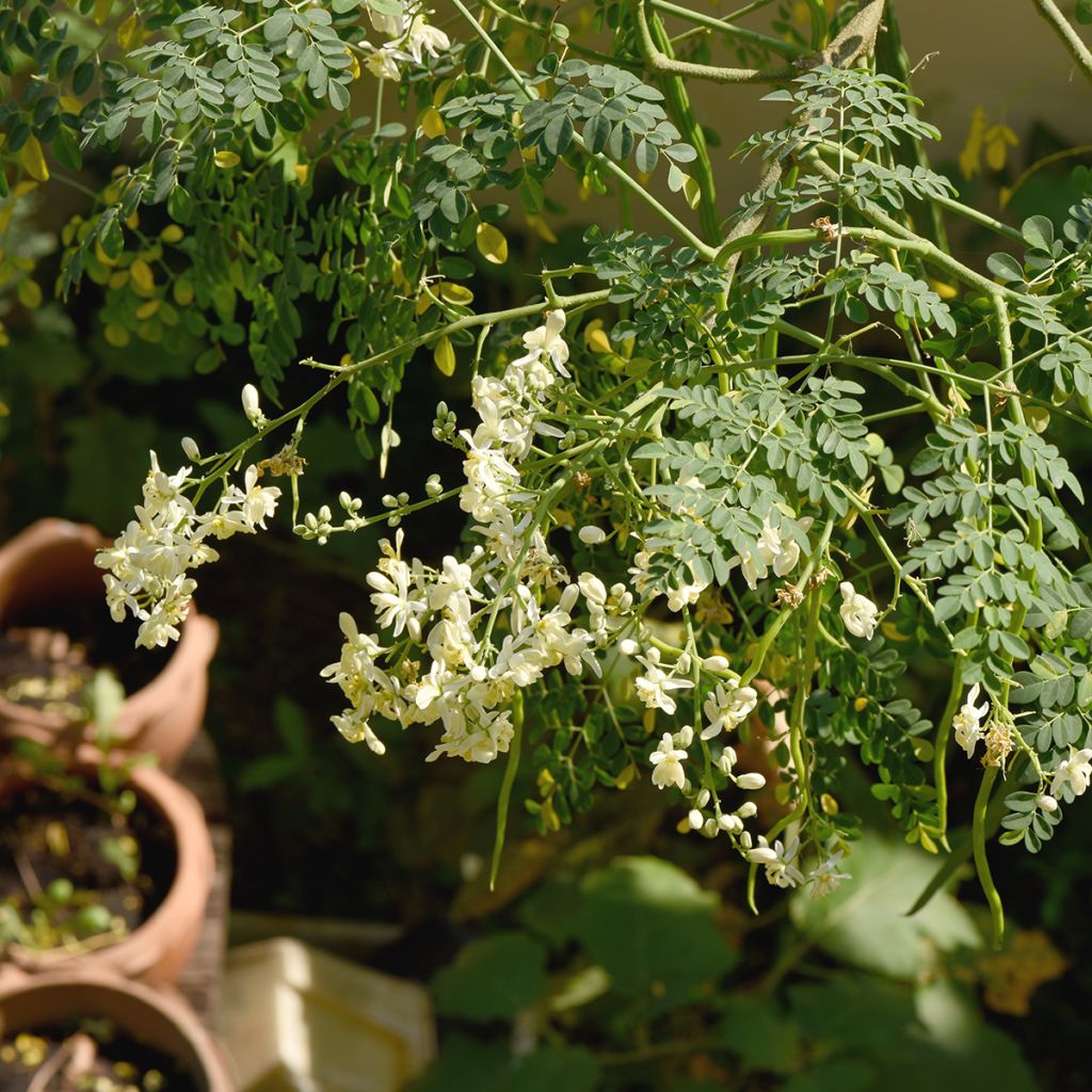 Moringa oleifera