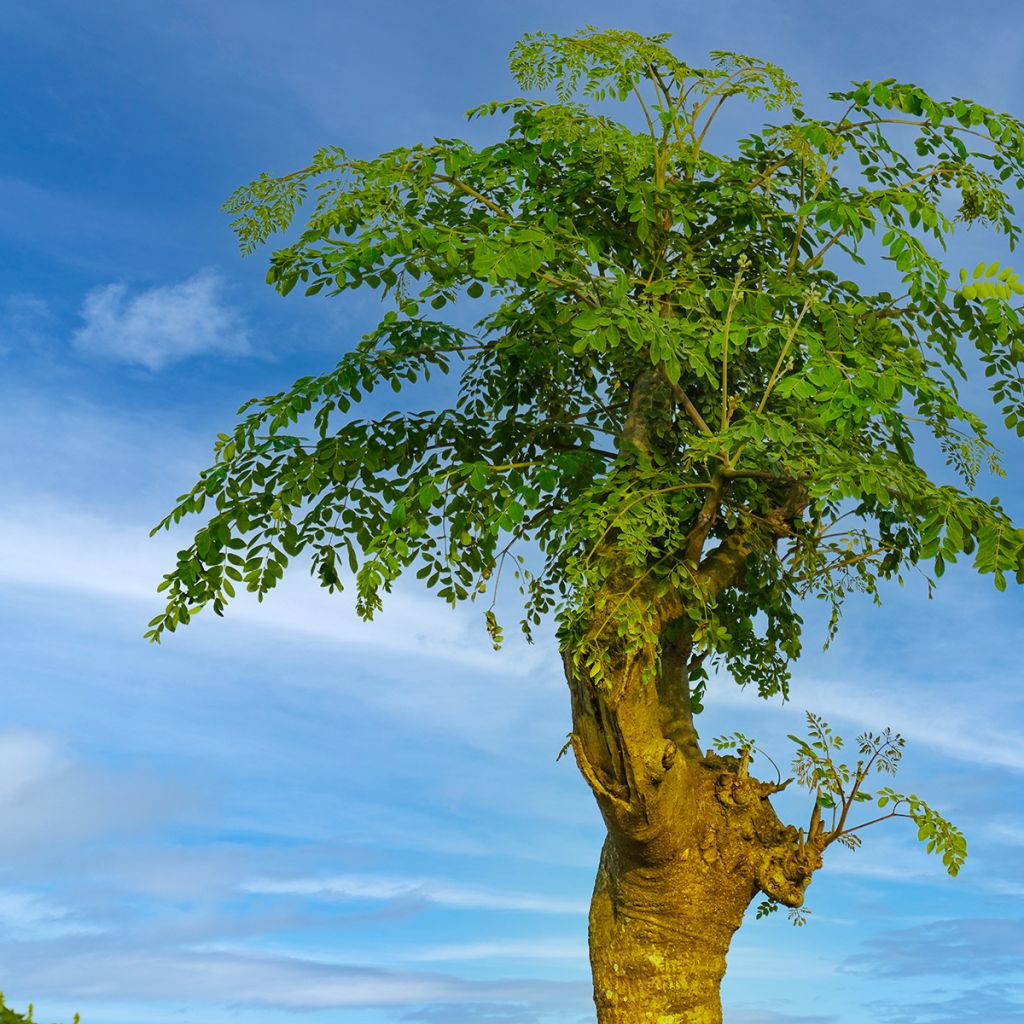 Moringa oleifera