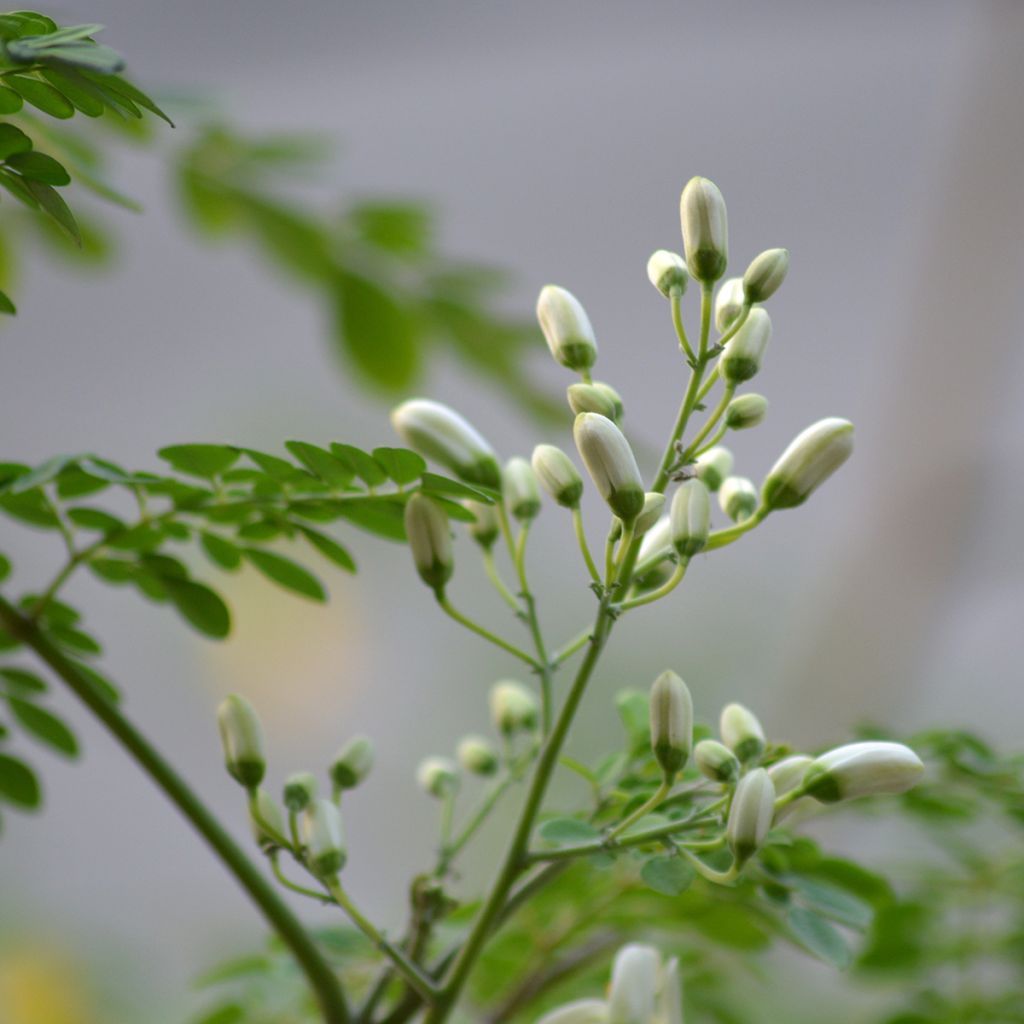 Moringa oleifera