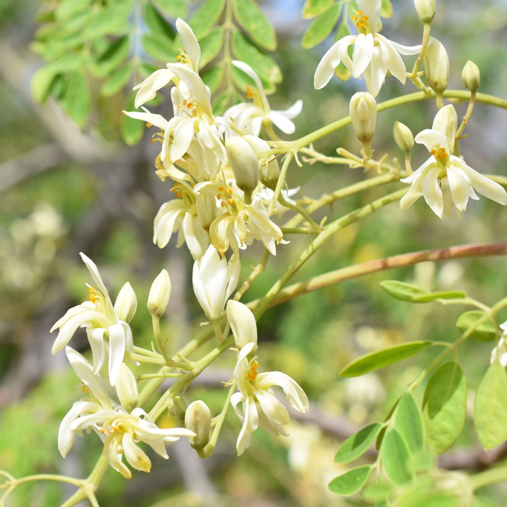 Moringa oleifera