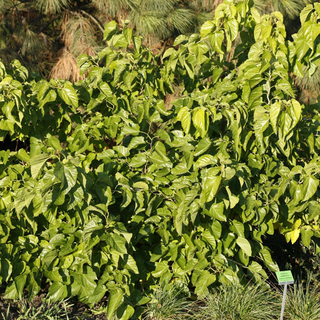 Morus latifolia Spirata - Mûrier à larges feuilles tortueux