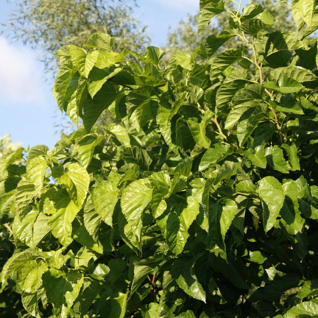 Morera Spirata - Morus alba var. latifolia