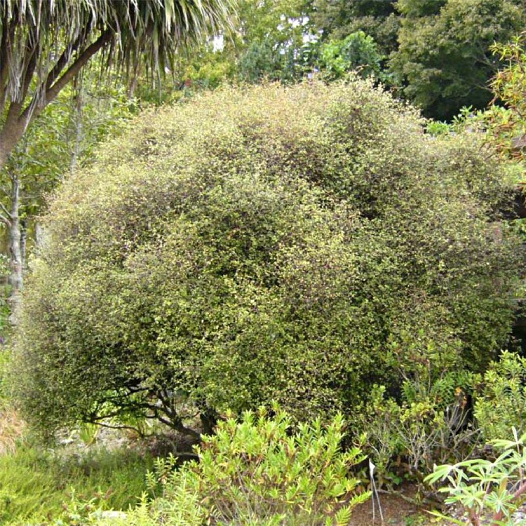 Muehlenbeckia astonii - Enredadera de alambre