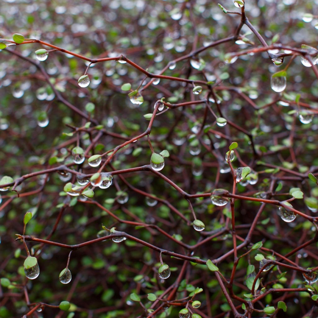 Muehlenbeckia astonii - Enredadera de alambre