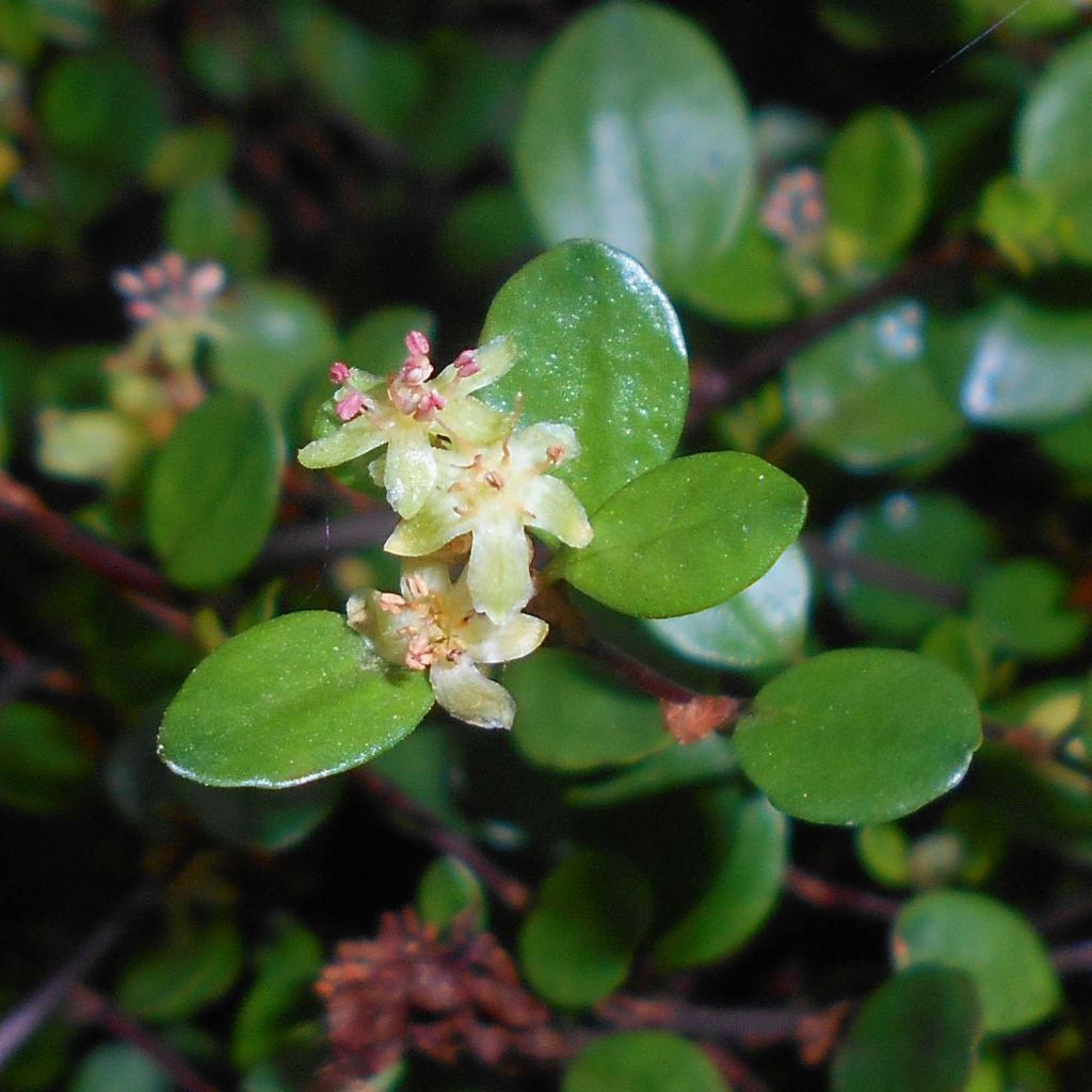 Muehlenbeckia axillaris - Enredadera de alambre