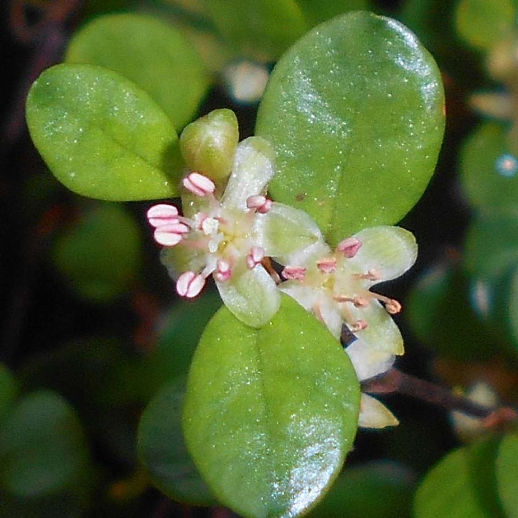 Muehlenbeckia axillaris - Enredadera de alambre