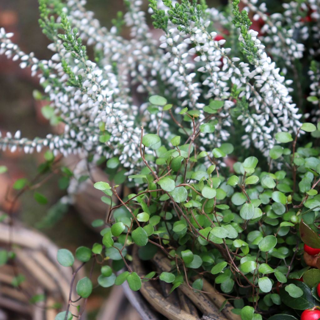 Muehlenbeckia axillaris - Enredadera de alambre