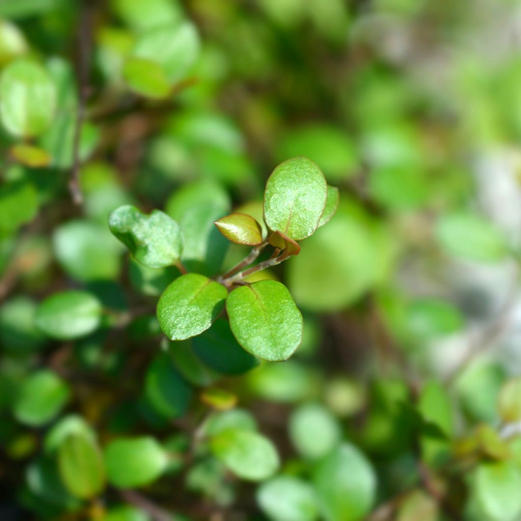 Muehlenbeckia complexa Golden Girl - Enredadera de alambre