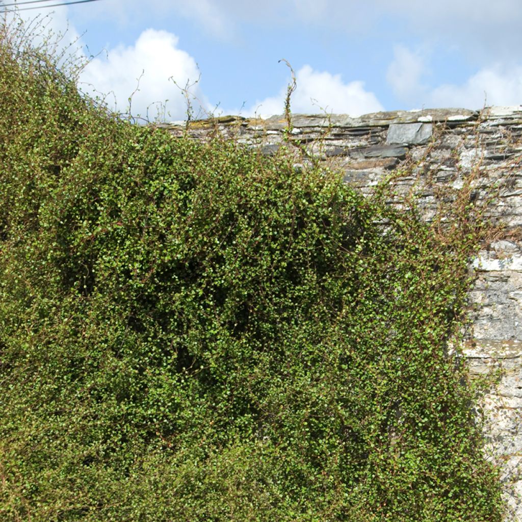 Muehlenbeckia complexa - Enredadera de alambre