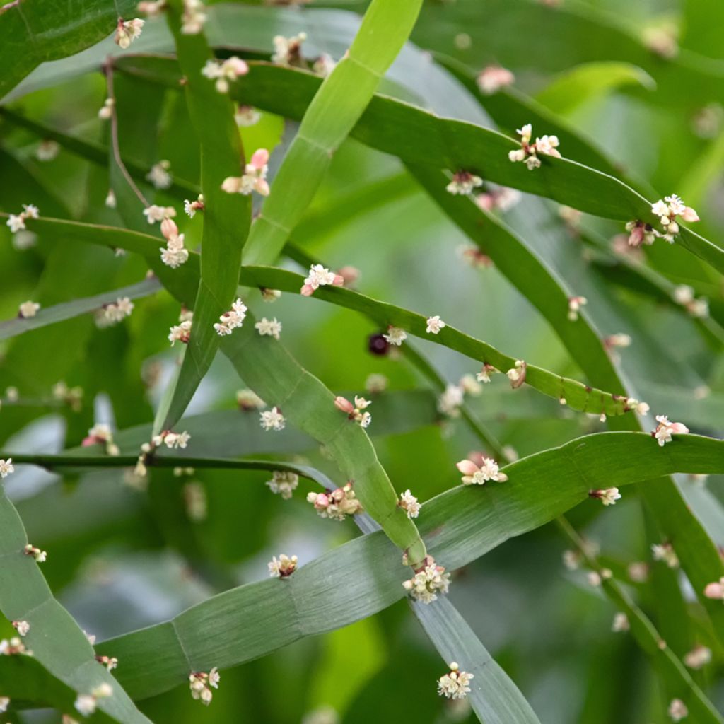 Muehlenbeckia platyclada