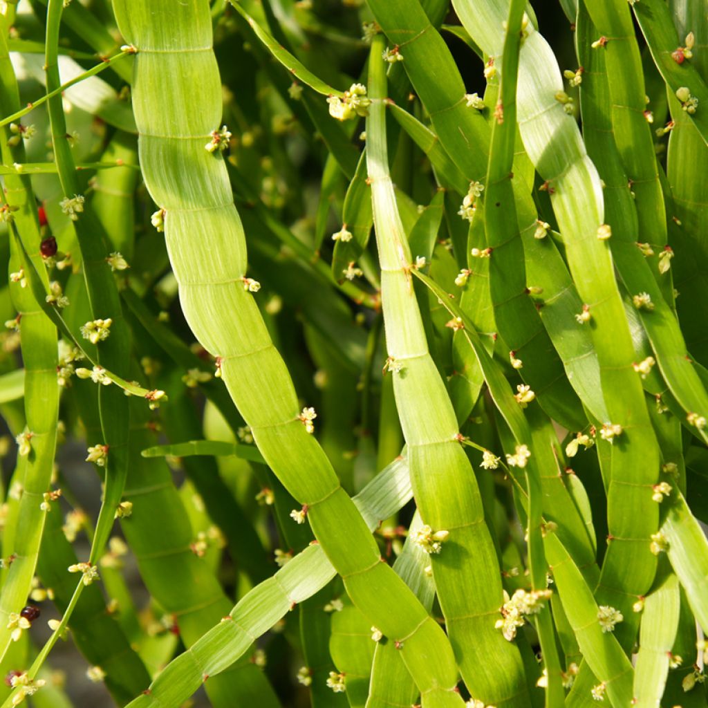 Muehlenbeckia platyclada