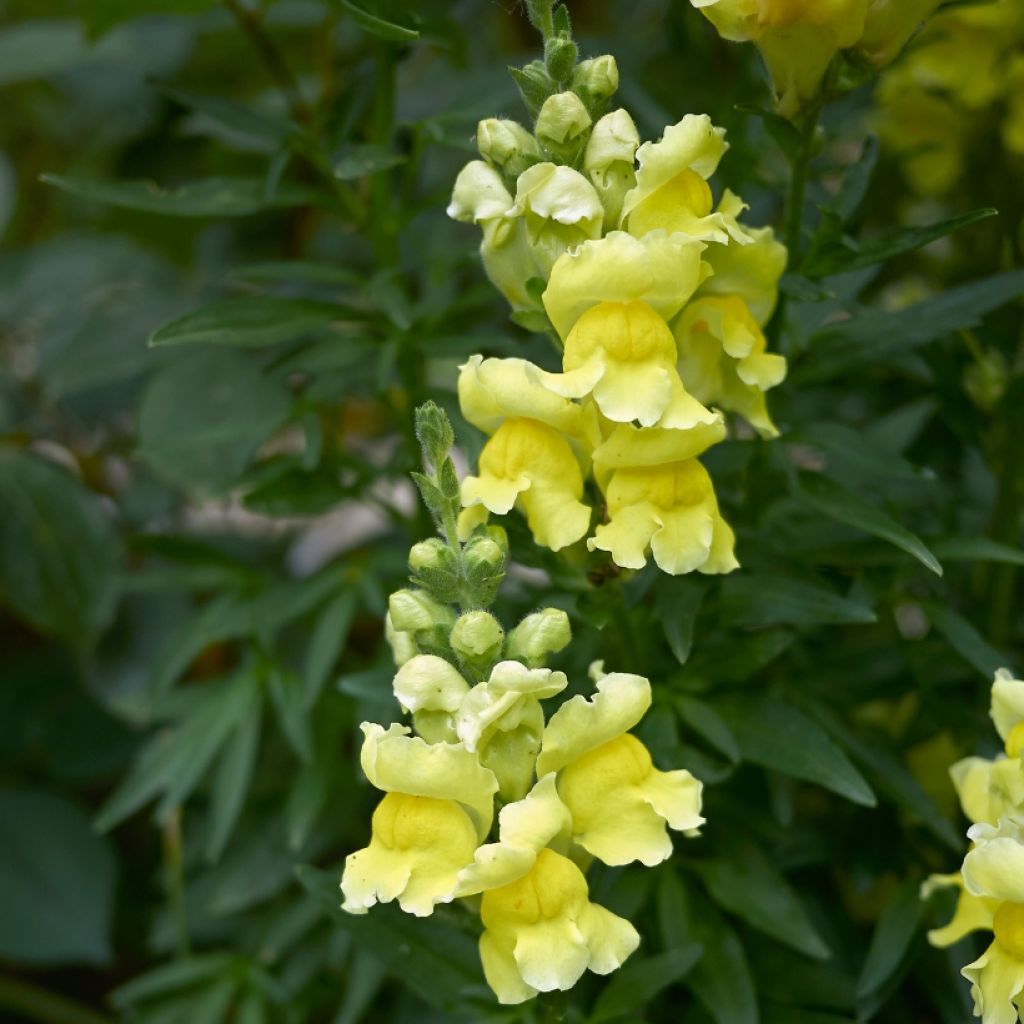 Antirrhinum Dazzling Lips Lemon