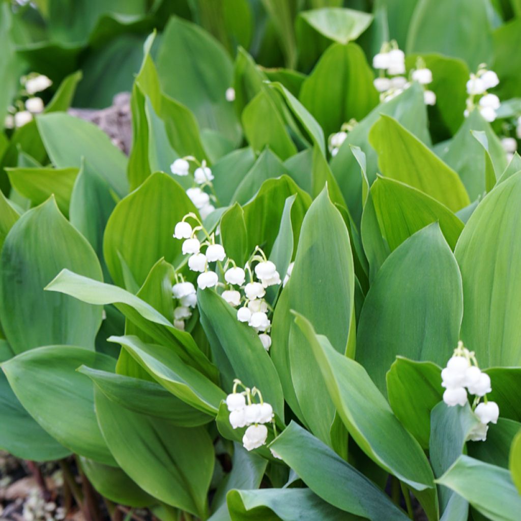 Convallaria majalis - Lirio de los valles