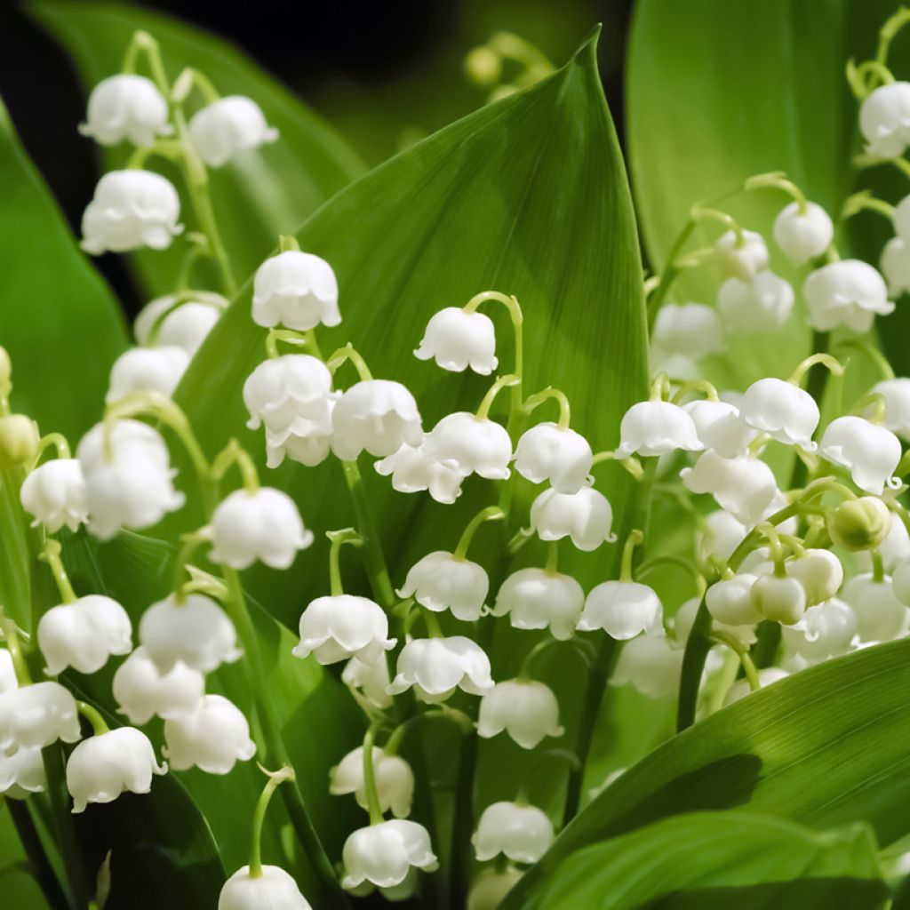 Convallaria majalis - Lirio de los valles