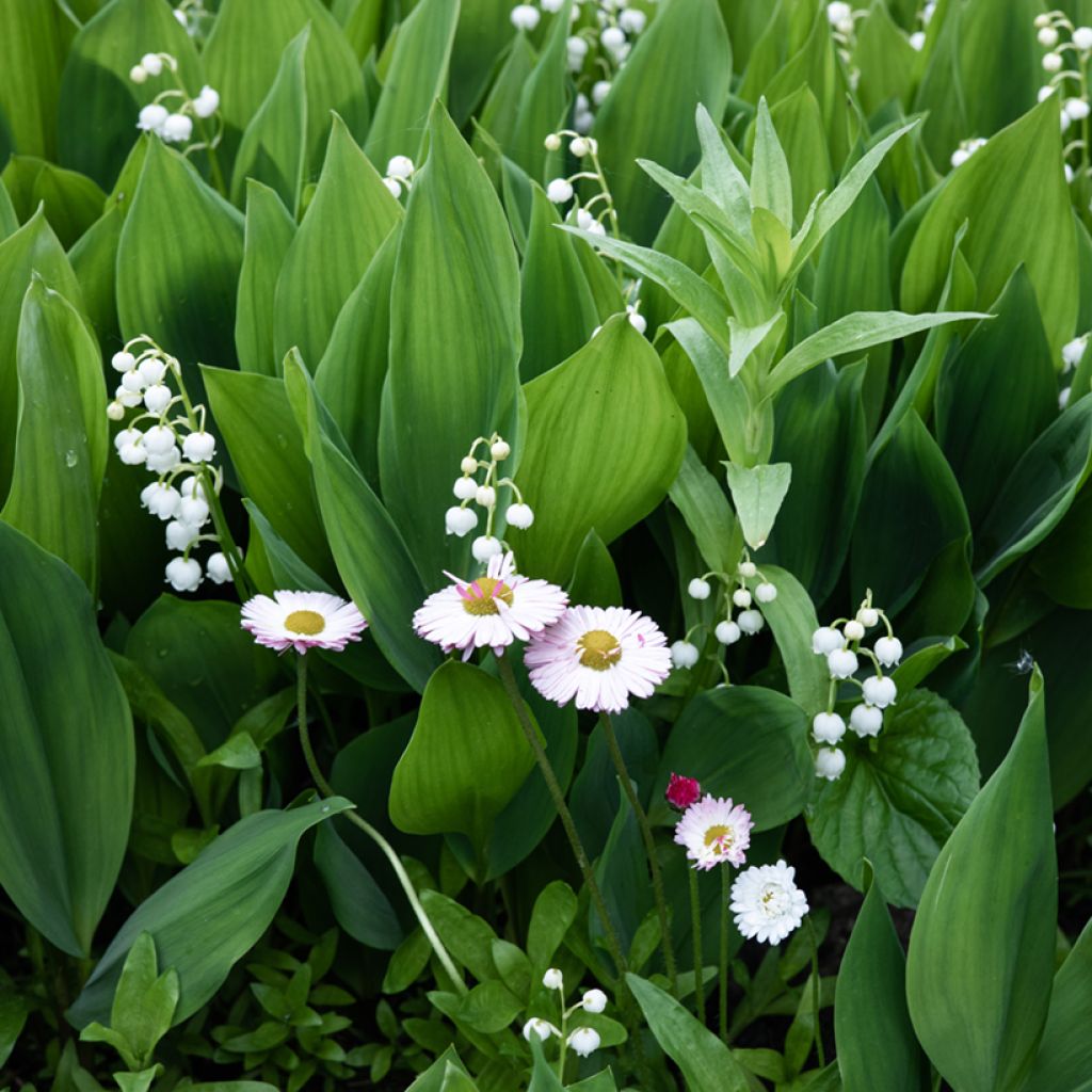 Convallaria majalis - Lirio de los valles