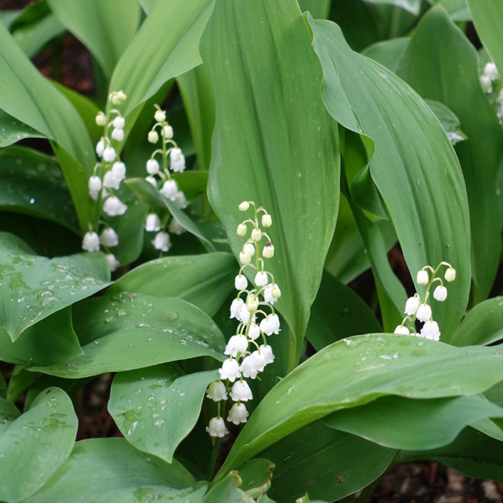 Convallaria majalis - Lirio de los valles