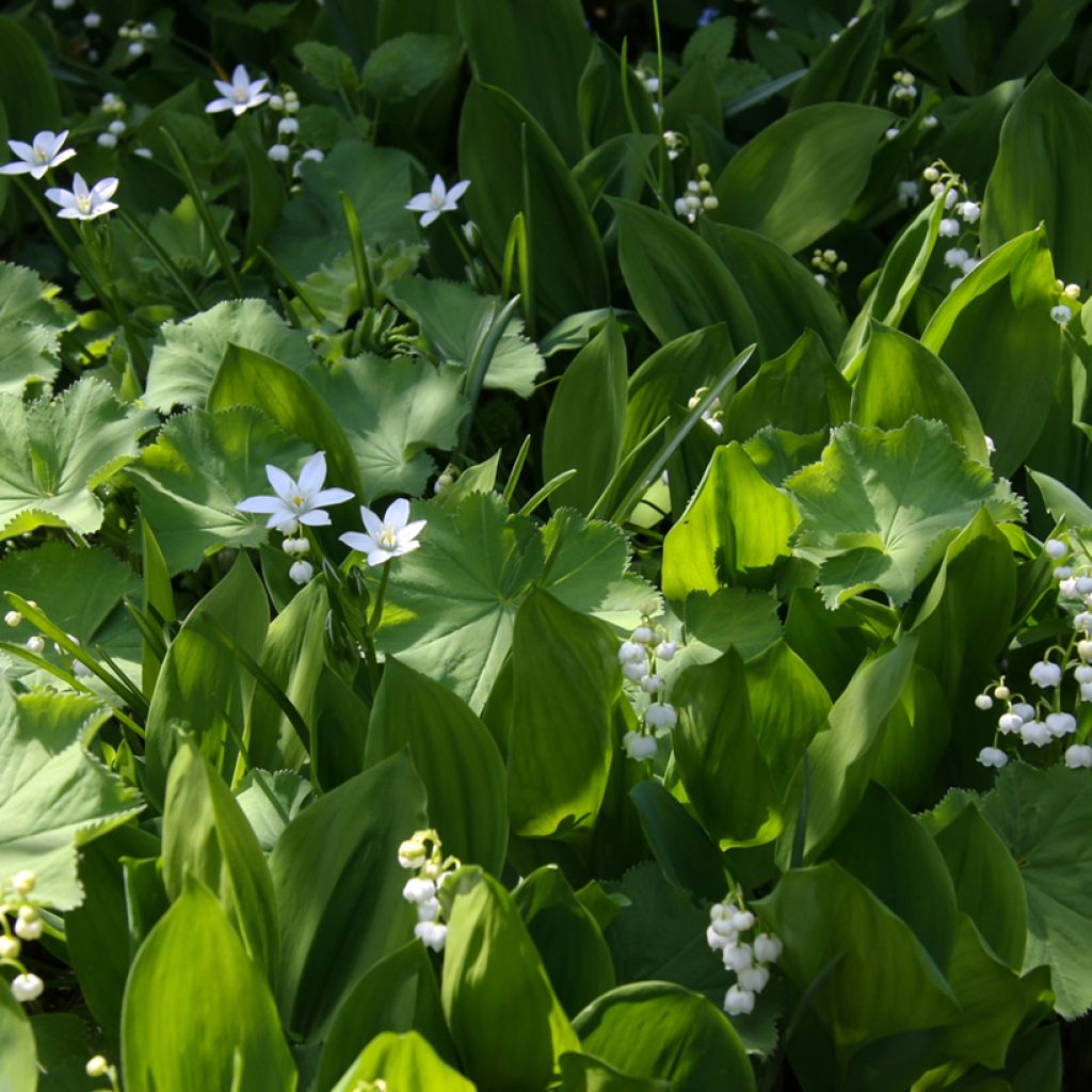 Convallaria majalis - Lirio de los valles