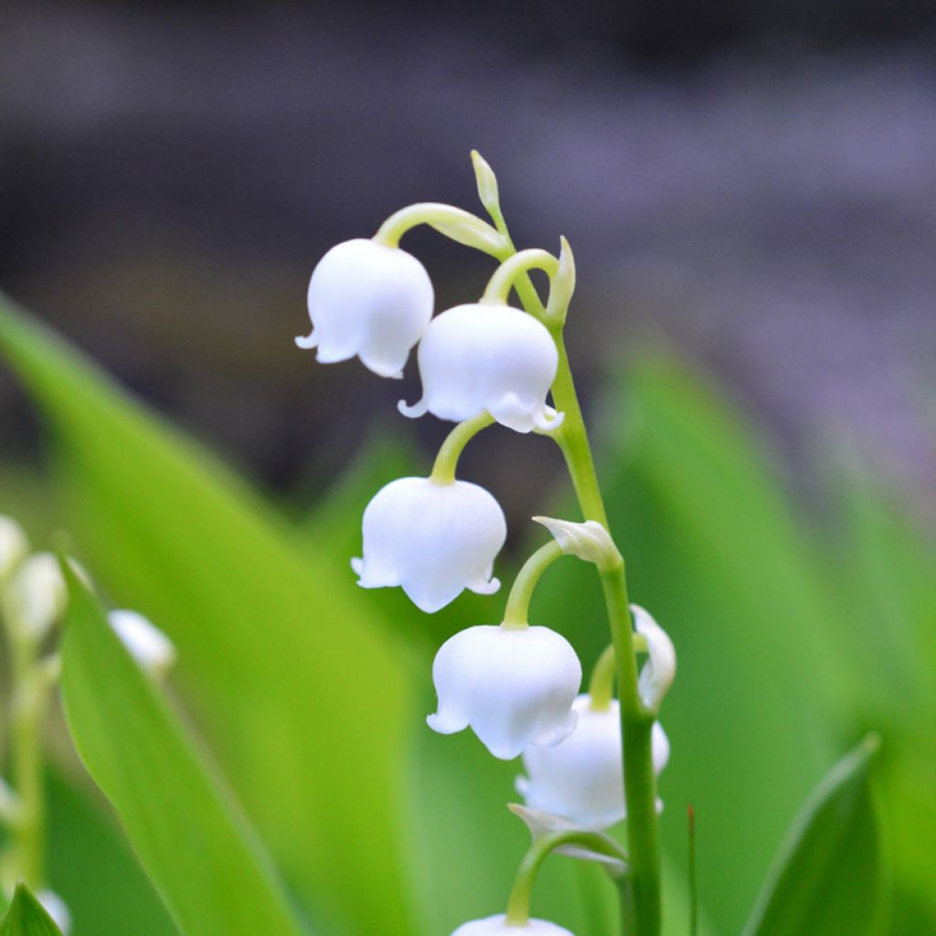 Convallaria majalis - Lirio de los valles