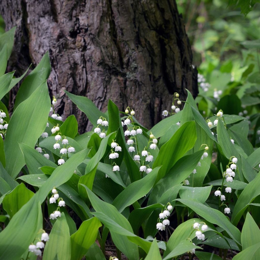 Convallaria majalis - Lirio de los valles