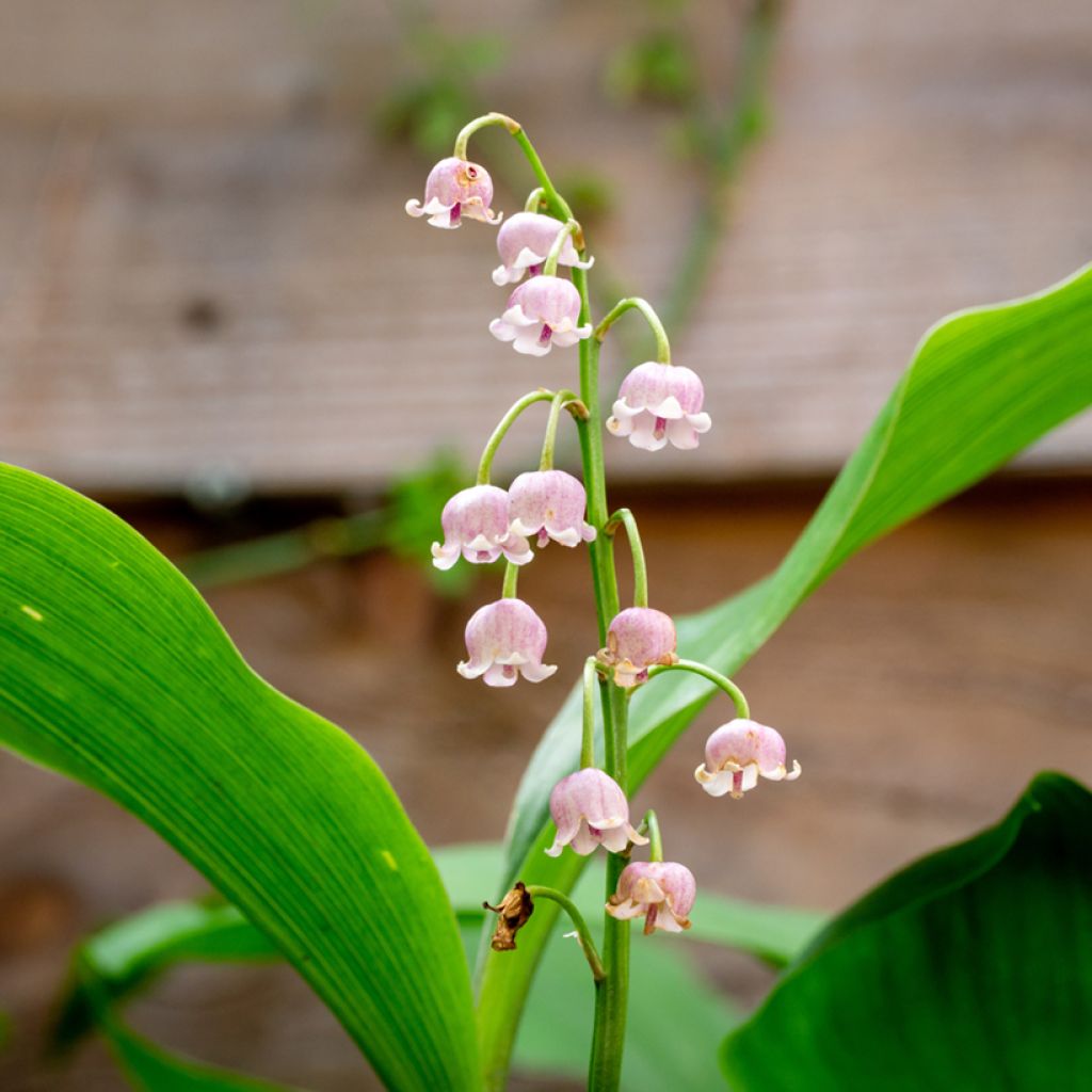 Convallaria majalis Rosea - Lirio de los valles