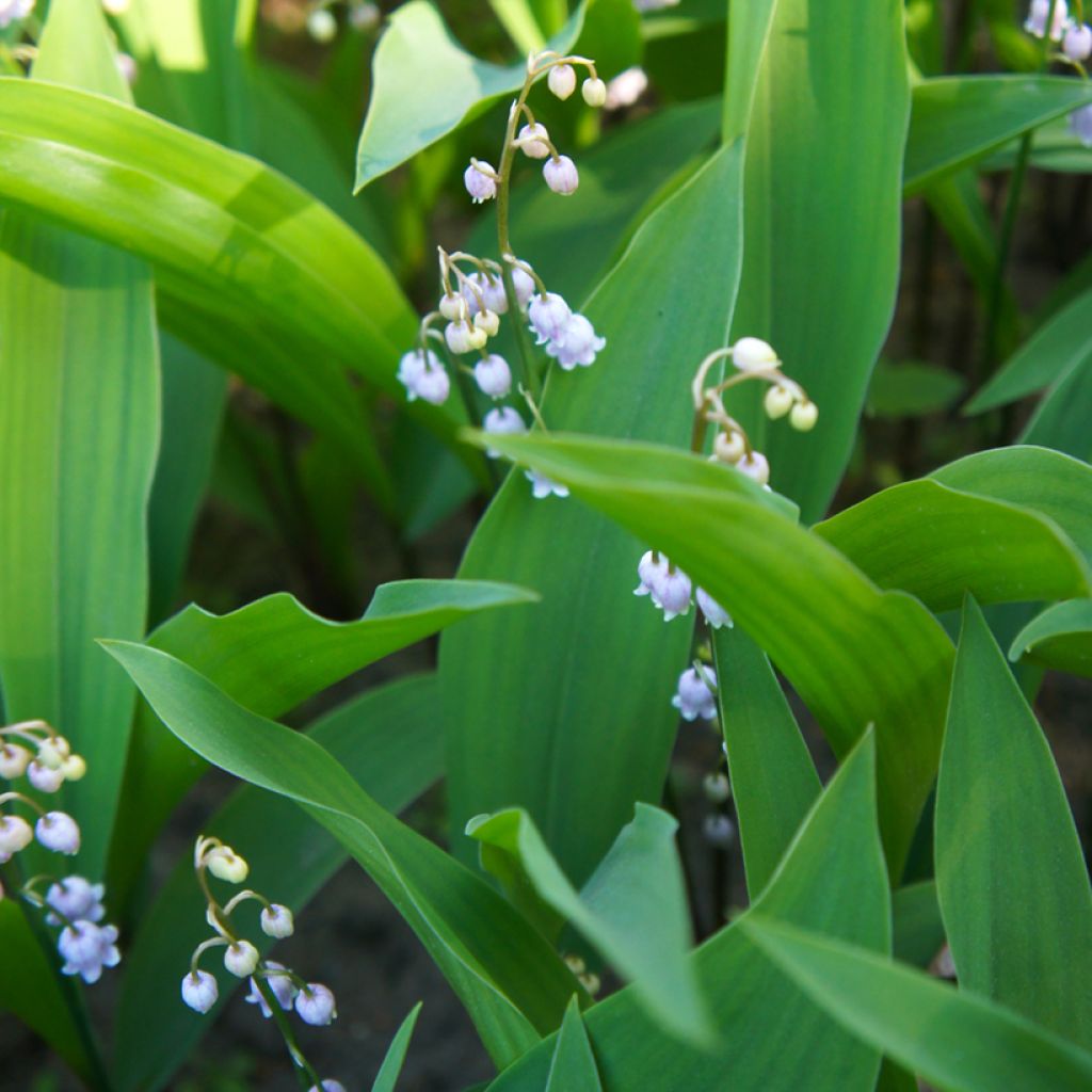 Convallaria majalis Rosea - Lirio de los valles