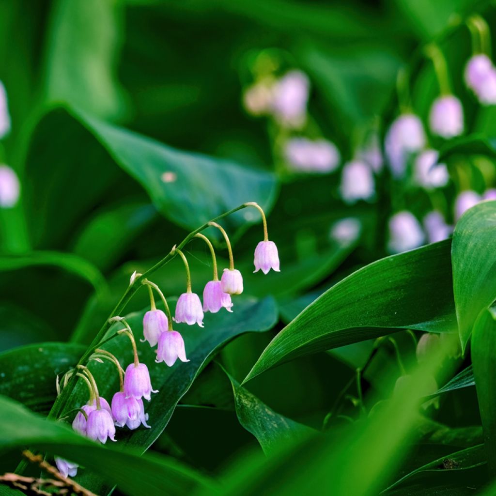 Convallaria majalis Rosea - Lirio de los valles