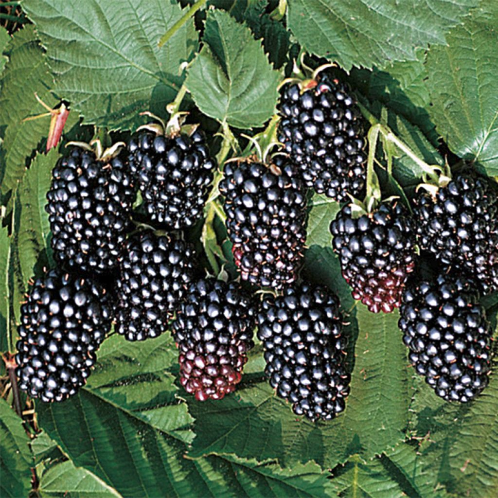 Mûrier Jumbo - Rubus fruticosus