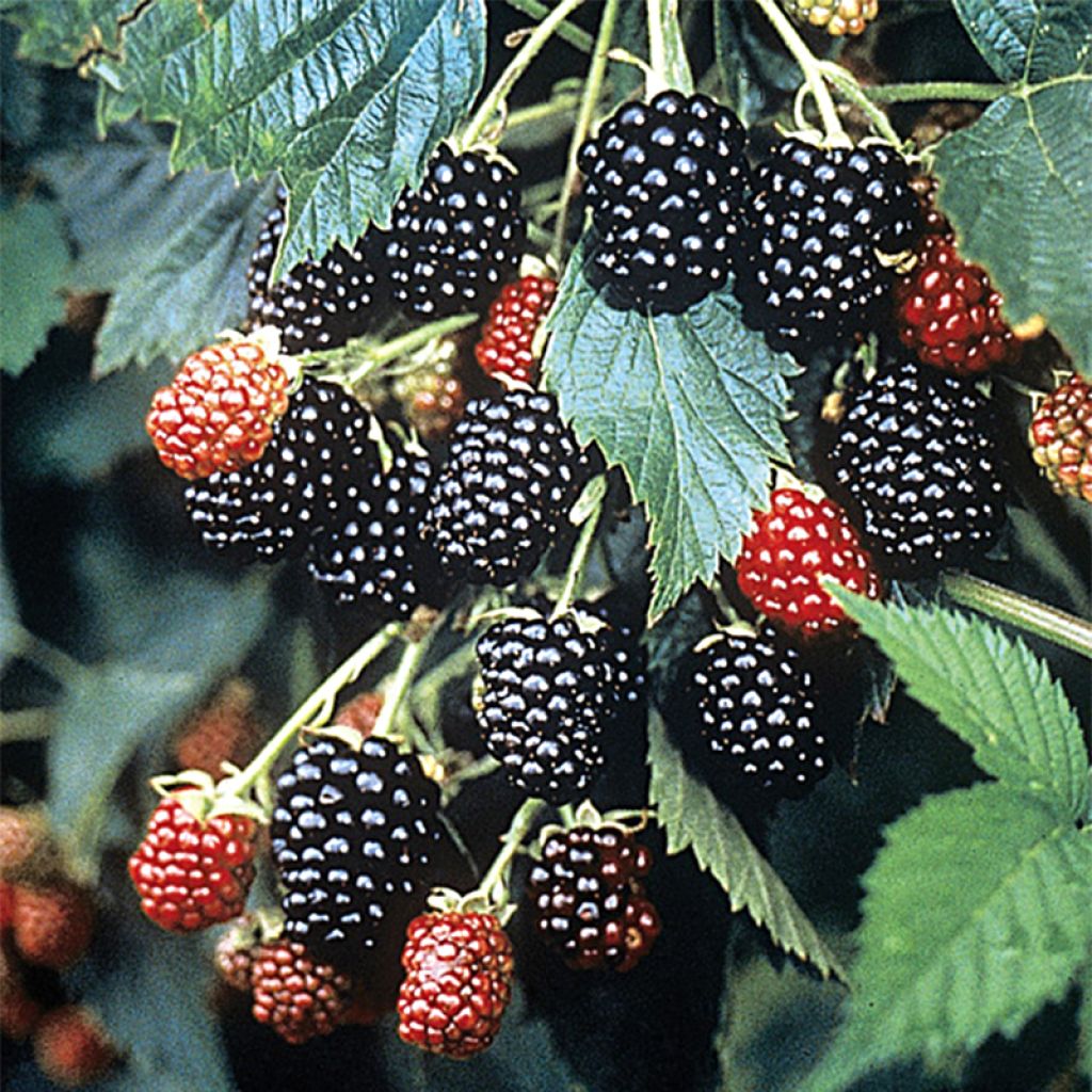 Mûrier Loch Ness - Rubus fruticosus