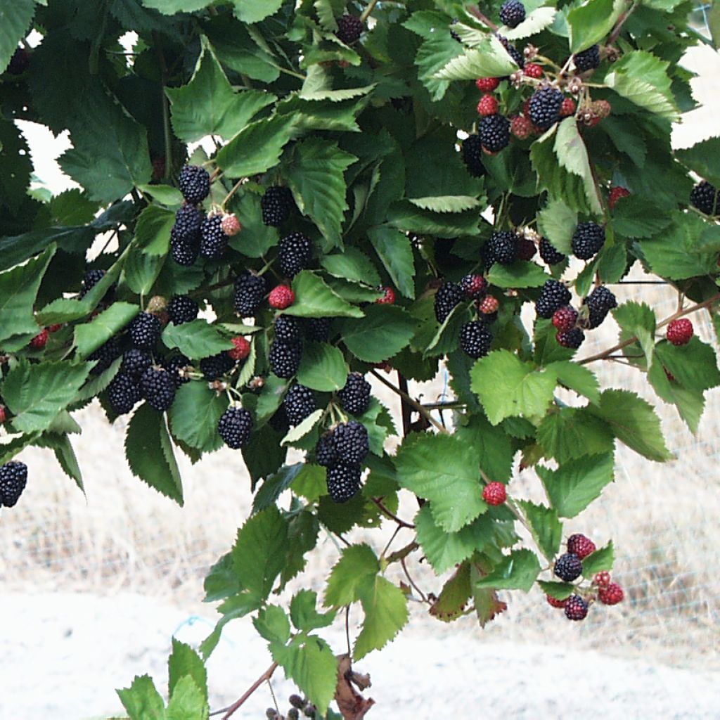 Mûrier Triple Crown - Rubus fruticosus