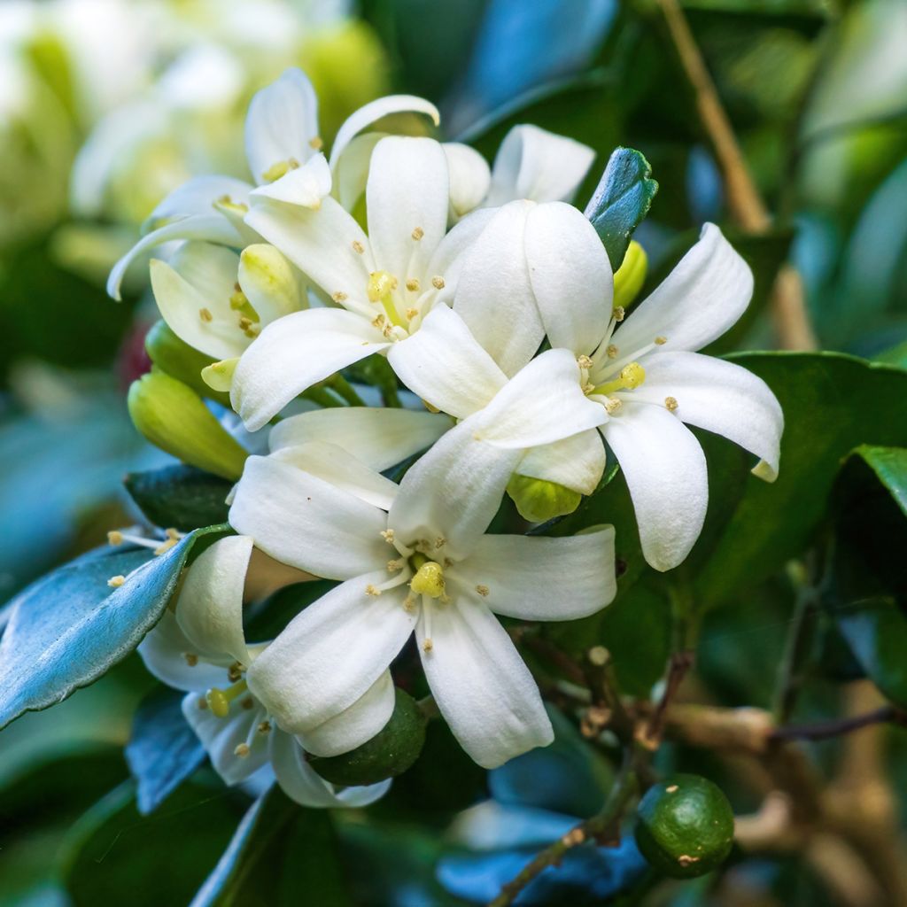 Murraya paniculata - Naranjo jazmín