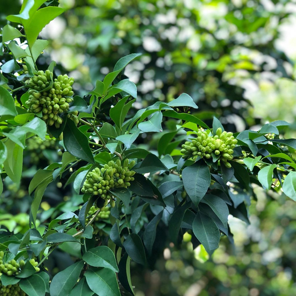 Murraya paniculata - Naranjo jazmín