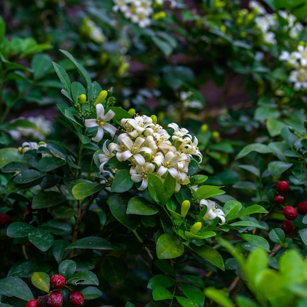 Murraya paniculata - Naranjo jazmín