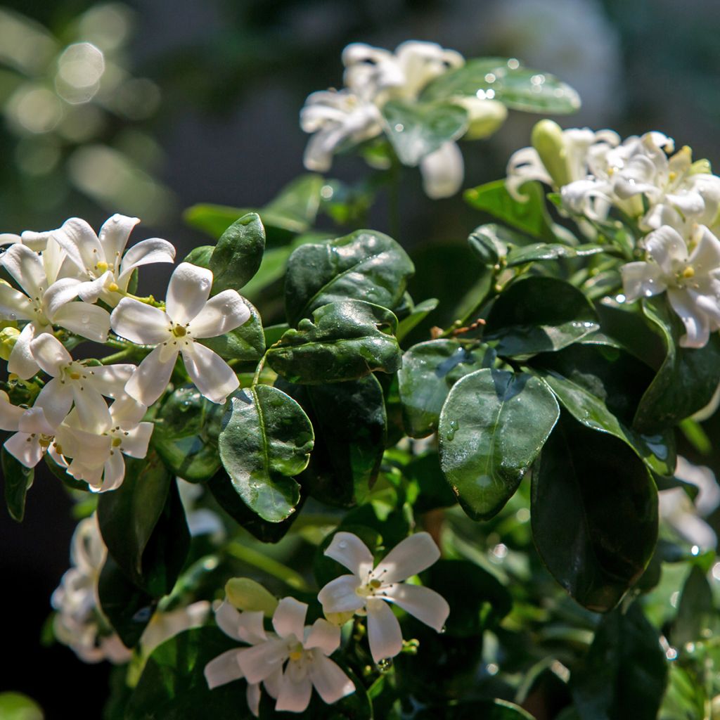 Murraya paniculata - Naranjo jazmín