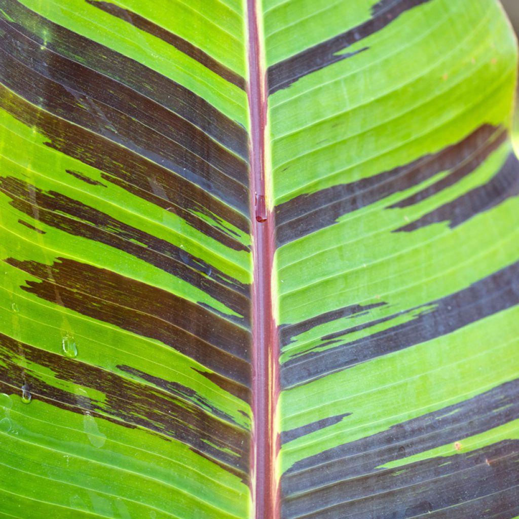 Musa sikkimensis Red Tiger - Platanera