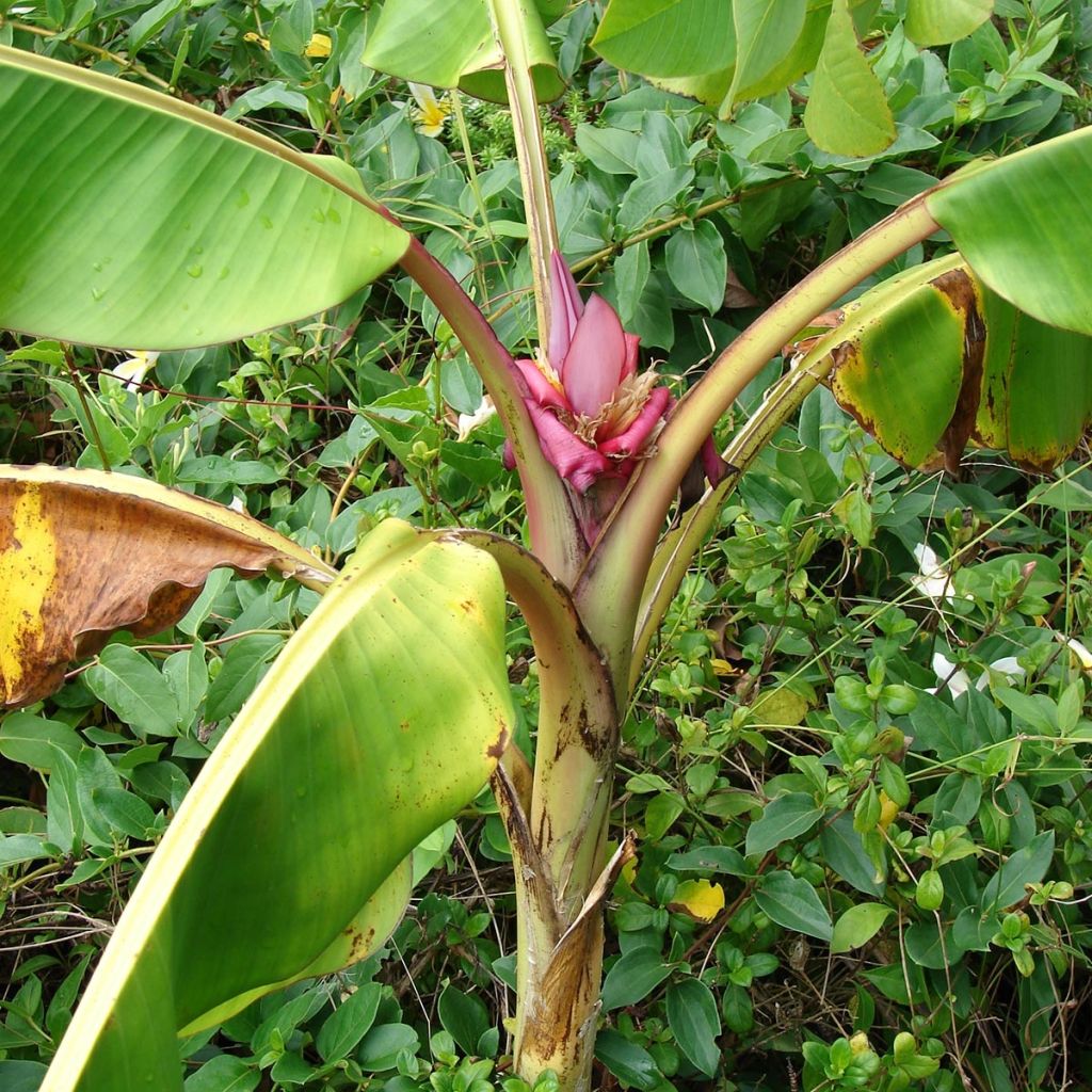 Musa velutina - Plátana rosa