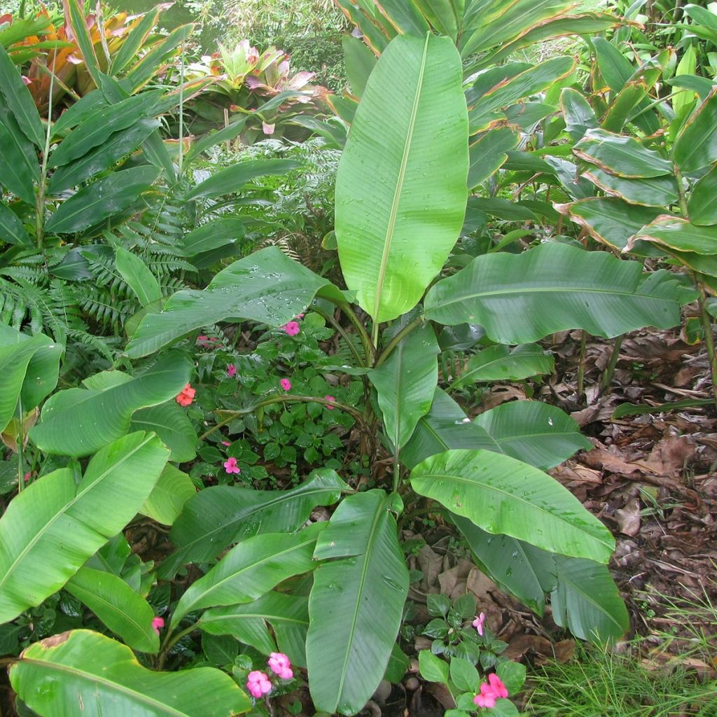 Musa velutina - Plátana rosa