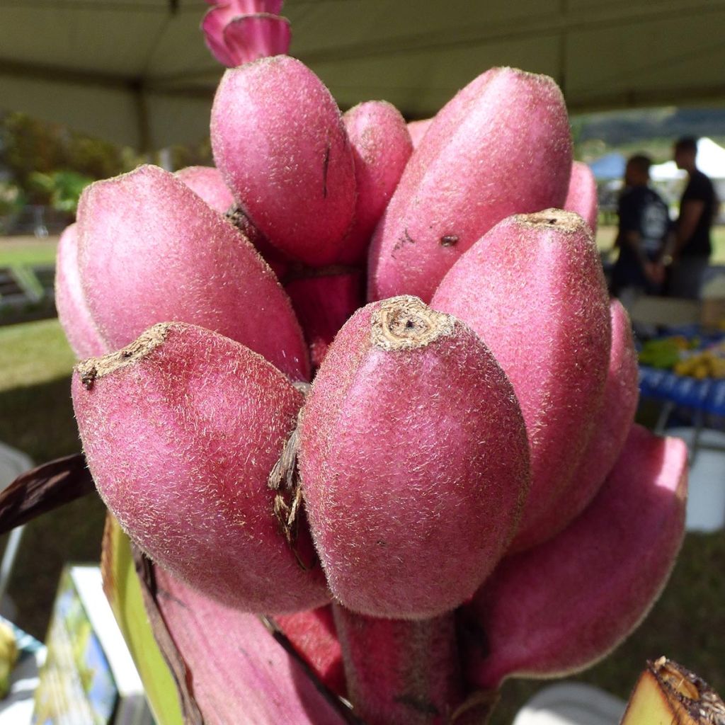 Musa velutina - Plátana rosa