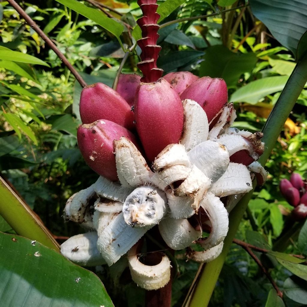 Musa velutina - Plátana rosa